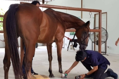 Hoof evaluation