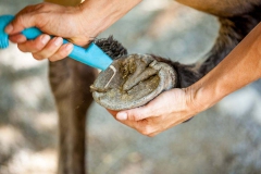 Hoof picking