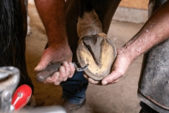 Hoof trimming with knife