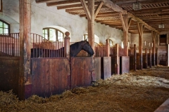 Horse-in-the-barn