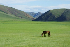 Horse-in-the-field
