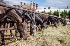 Horse in the paddock